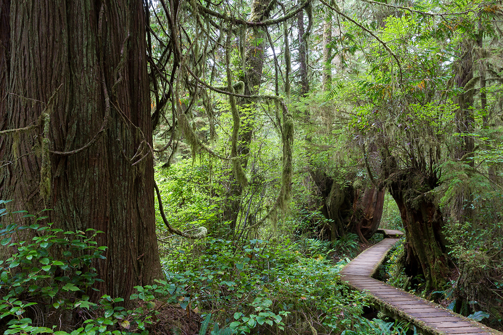 09-19 - 12.jpg - Pacific Rim National Park, Vancouver Island, BC